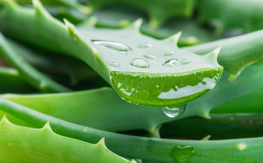 Chaise longue sed grosor Aloe vera contra varices: todo lo que necesitas saber | Varicenter